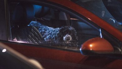 Фото - В Петербурге собака съела шаурму водителя, пока гаишник проверял его документы