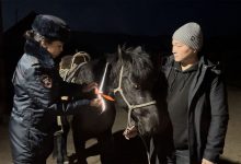Фото - В Тыве сотрудники ГИБДД надели световозвращатели на лошадей и коров